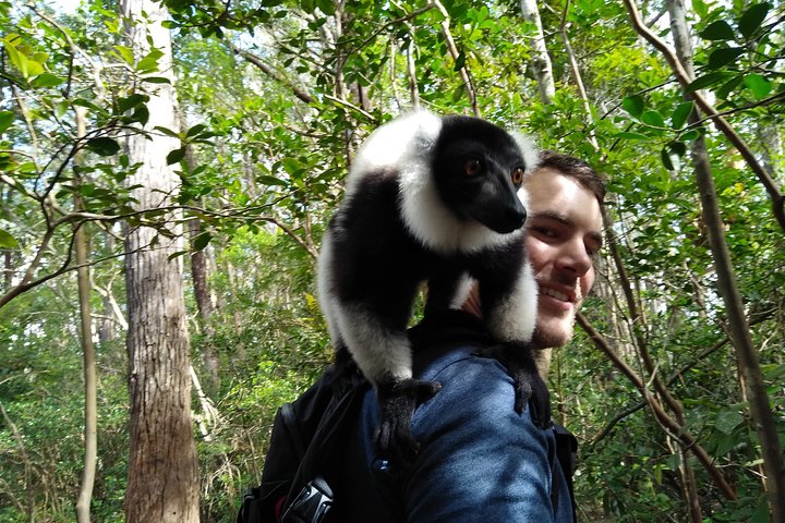 Lemur Shoulder Moment