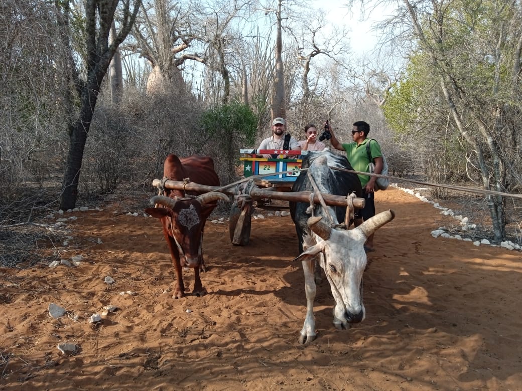 Zebu Cart Trail
