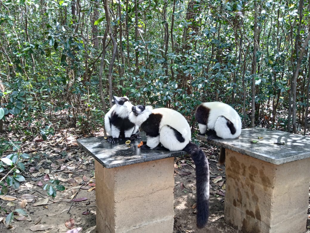 Lemurs At Rest