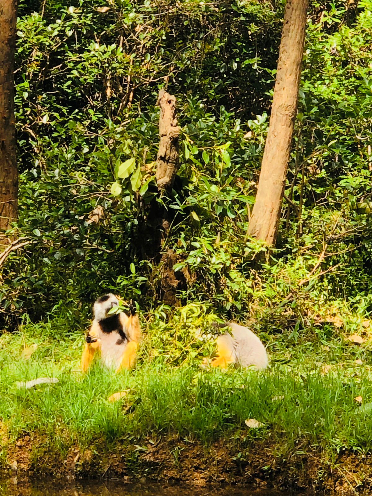 Lemurs Across The Canal