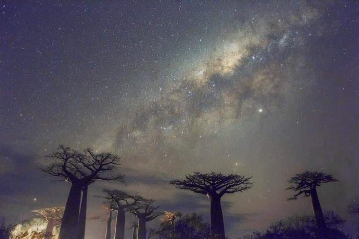 Baobabs Under The Milky Way