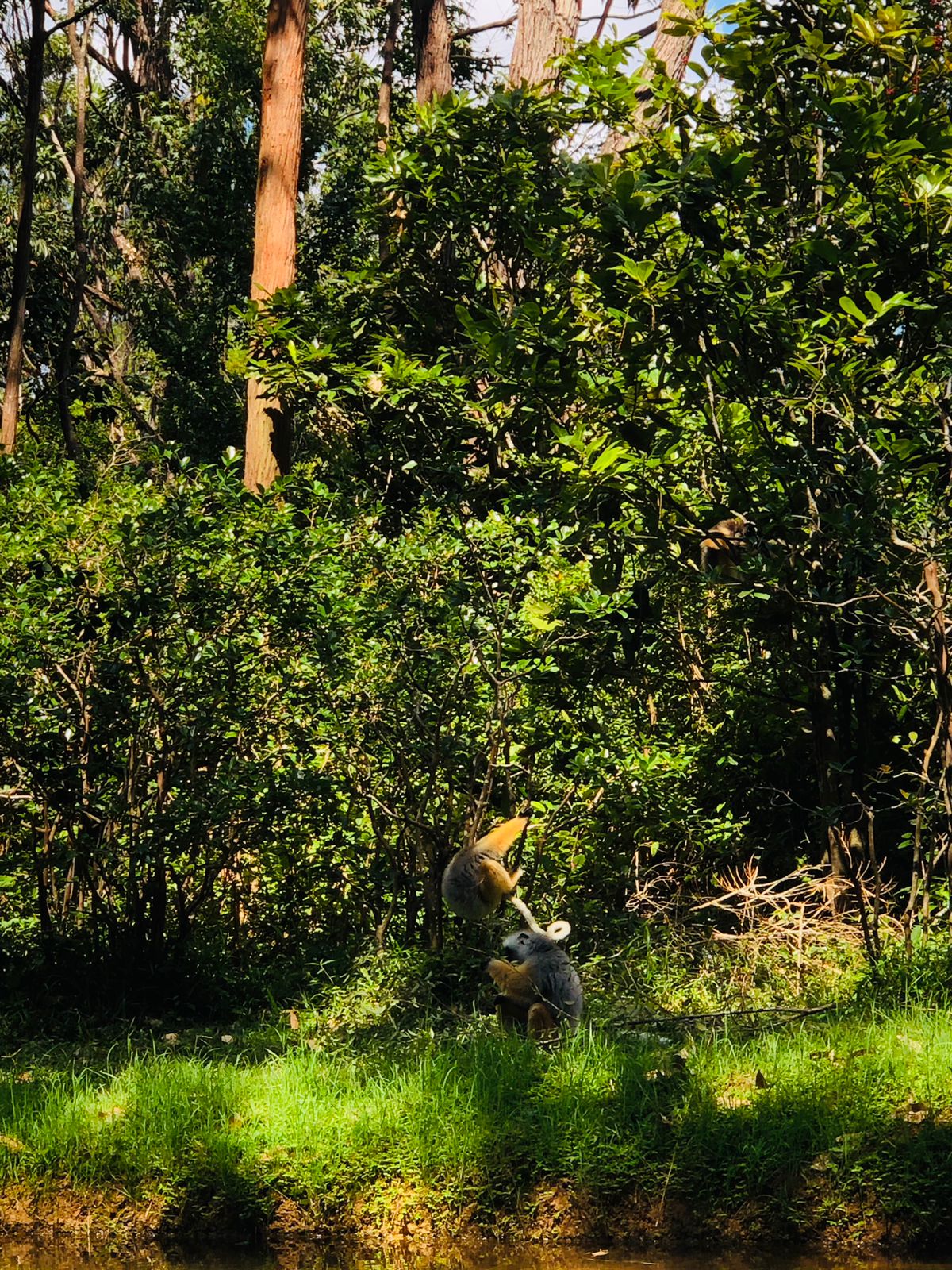 Riverside Lemur Watching