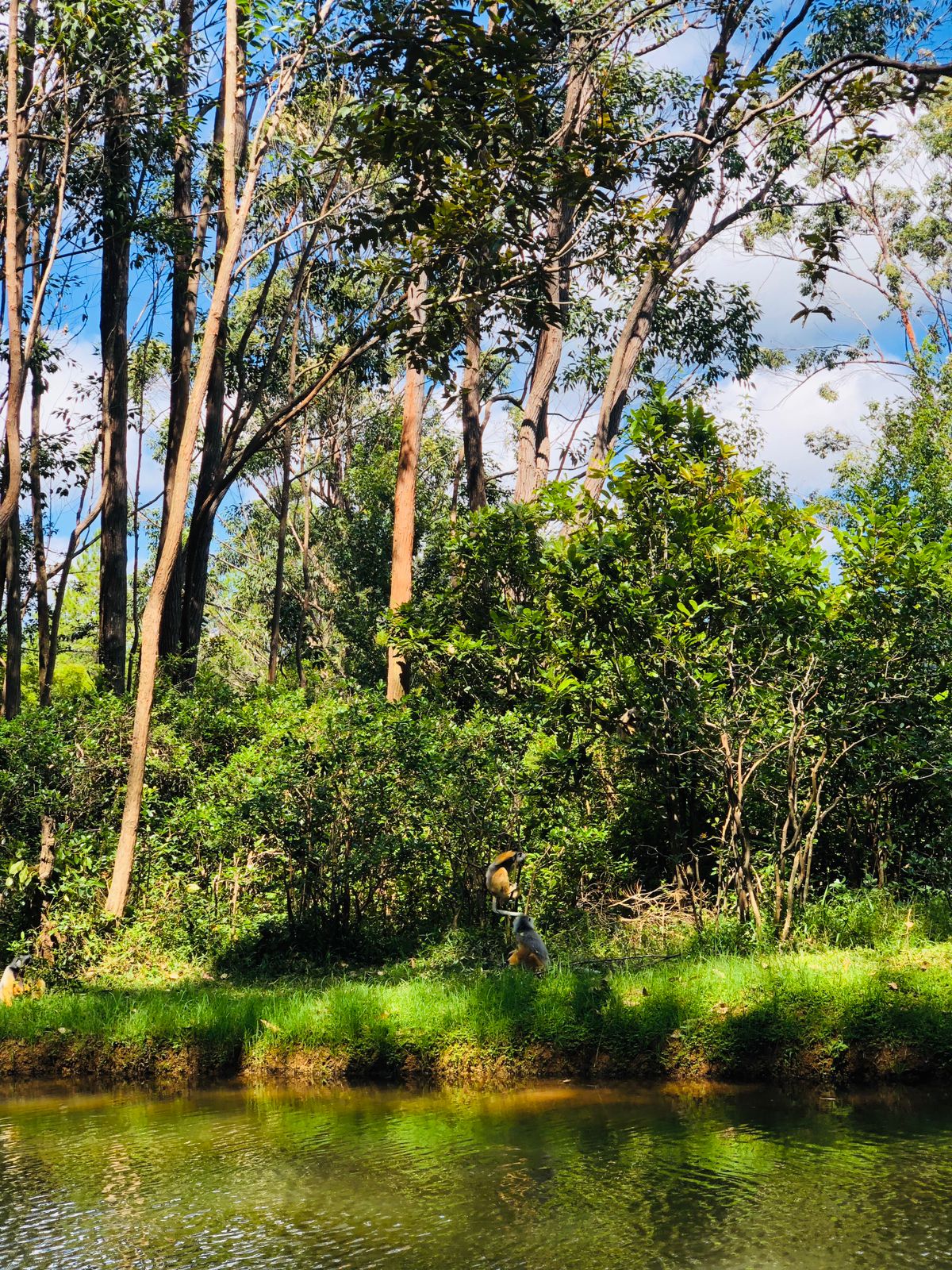Canal Forest Landscape
