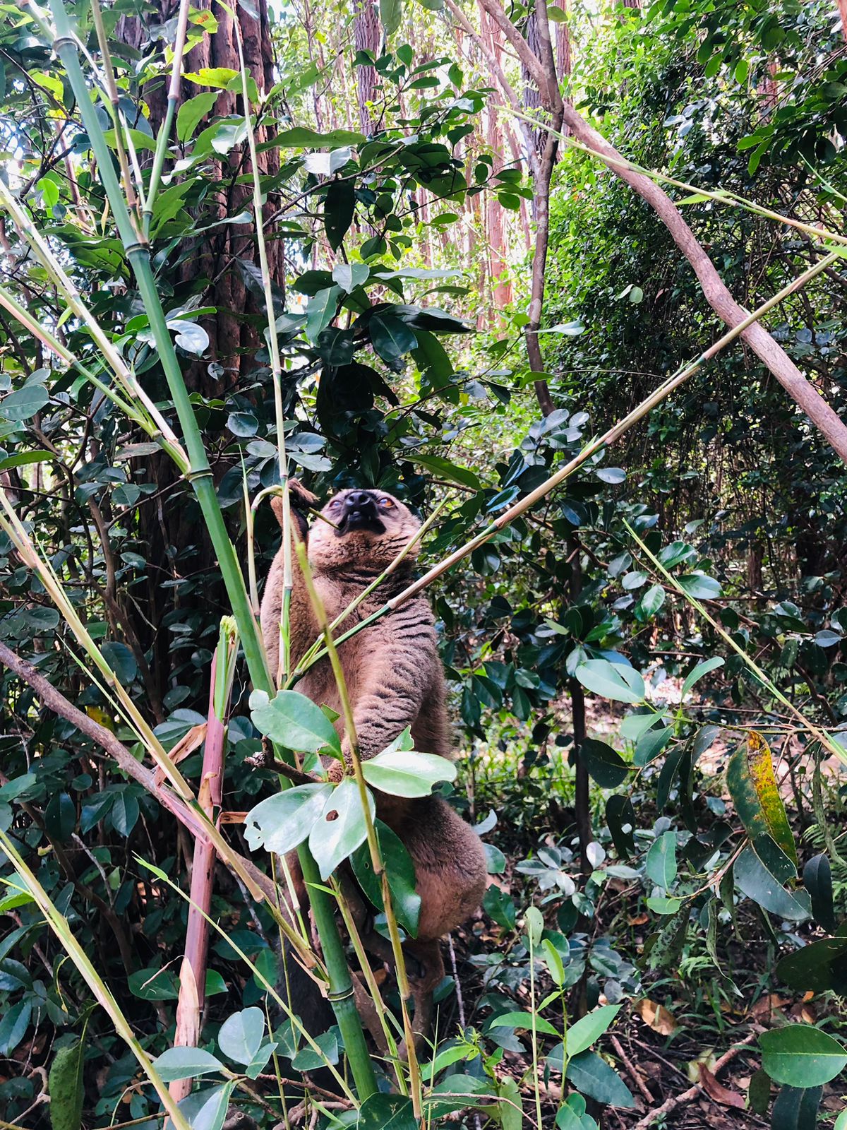 Rainforest Sighting