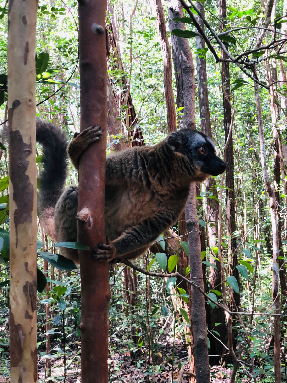 Brown Lemur Portrait