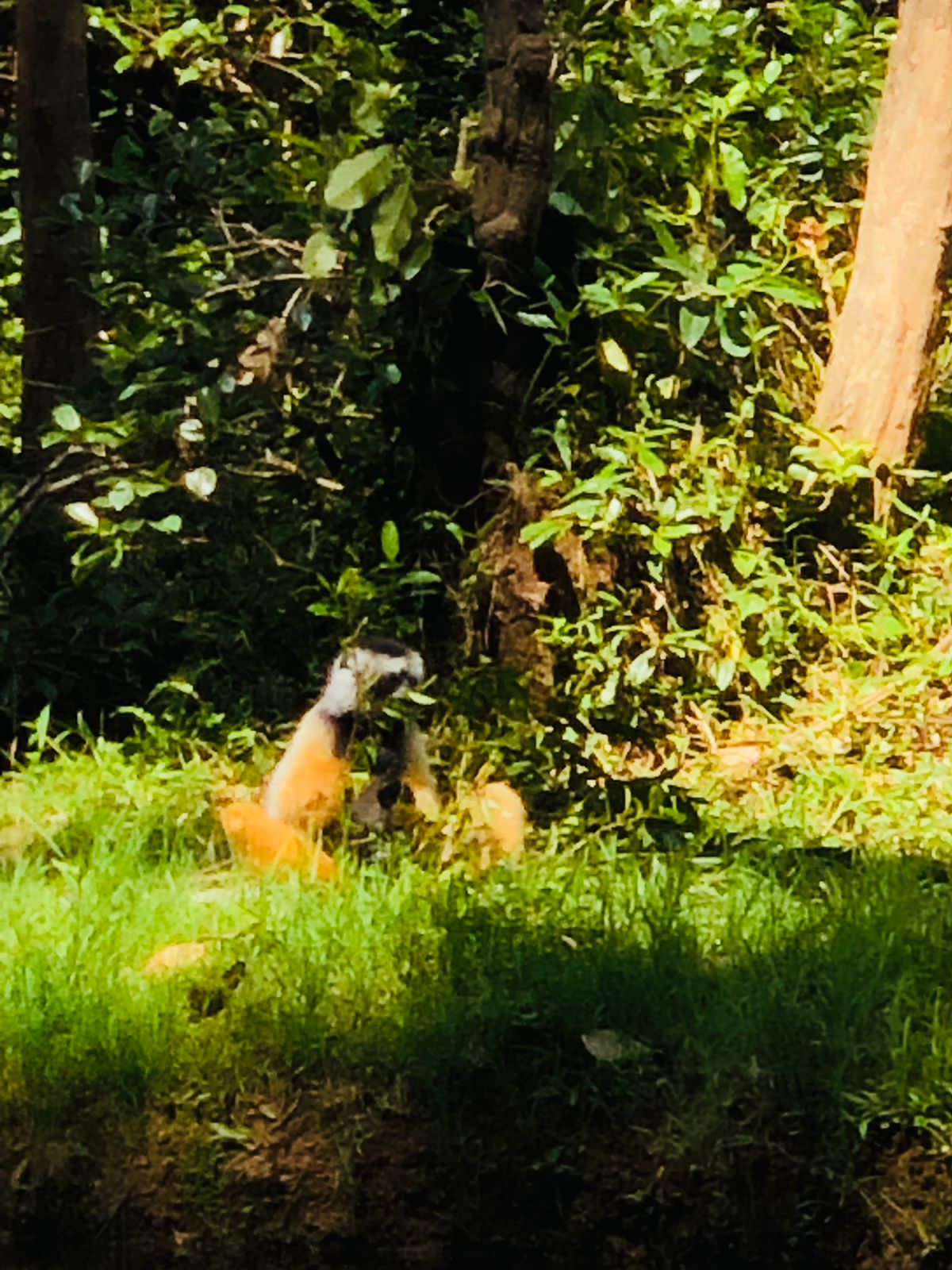 Lemur By The Riverbank