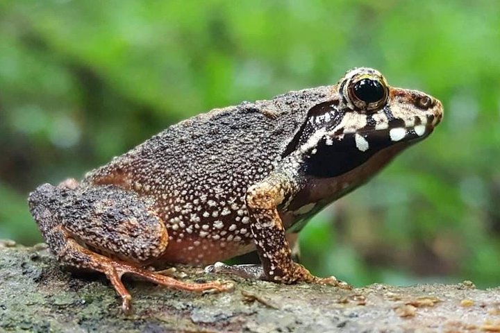 Madagascar Frog Close-Up