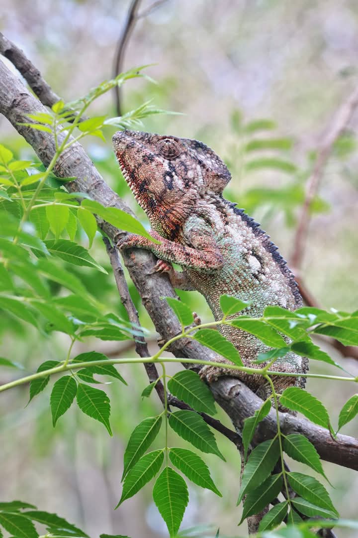 Camouflaged Chameleon