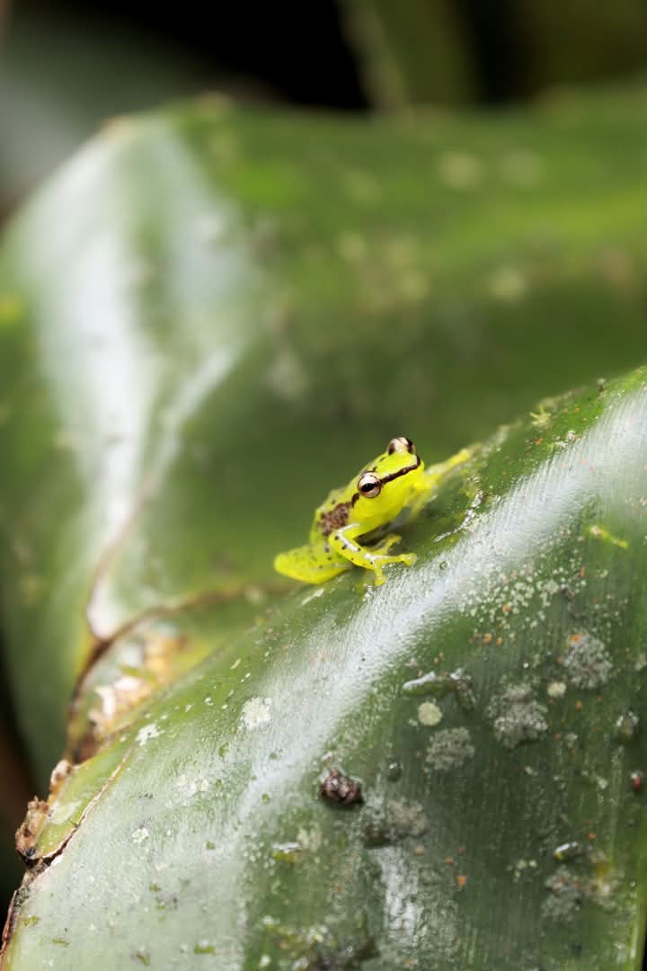 Tiny Leaf Insect
