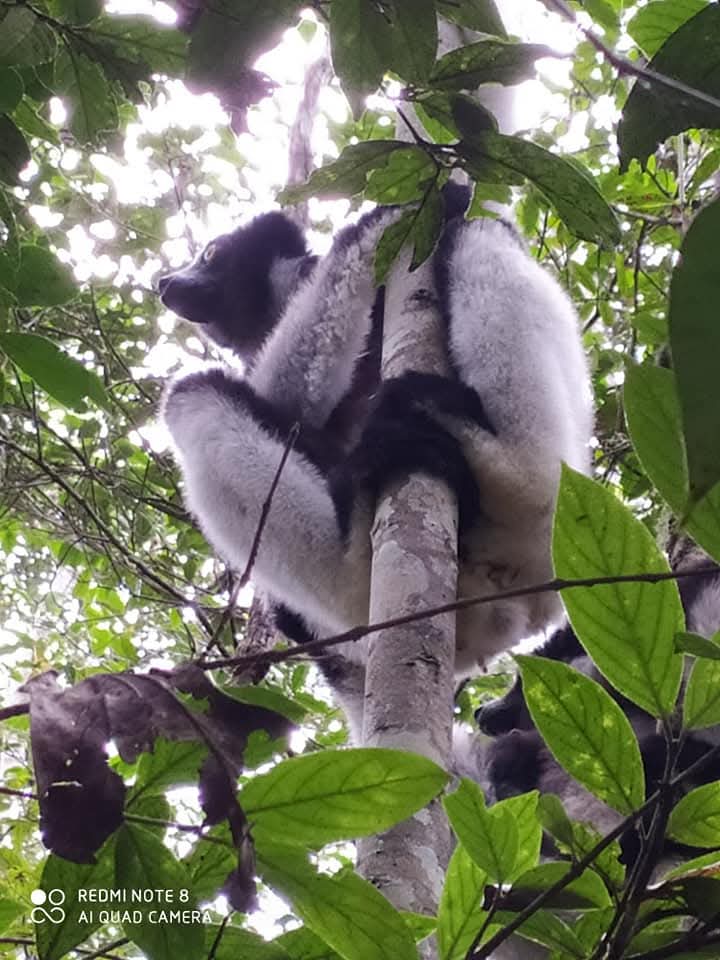 Indri In The Canopy