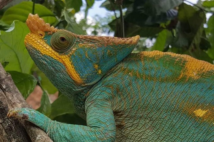 Panther Chameleon