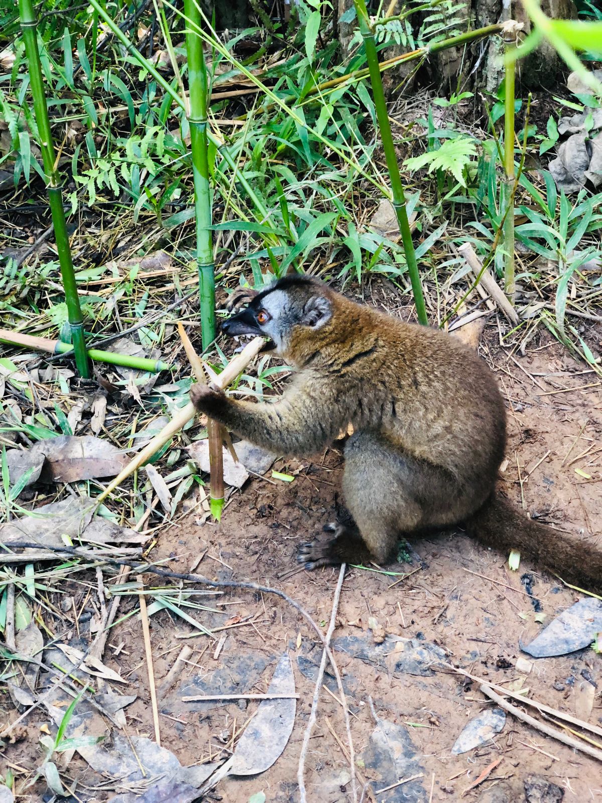 Madagascar Highlights